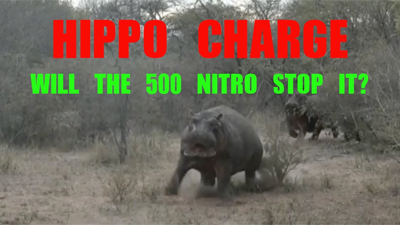 HIPPO Hunting Sniper Shooter